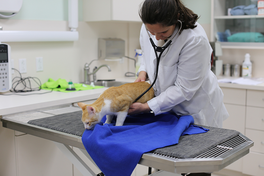 Falcon Pass Animal Hospital, HOuston, TX Tour Our Hospital